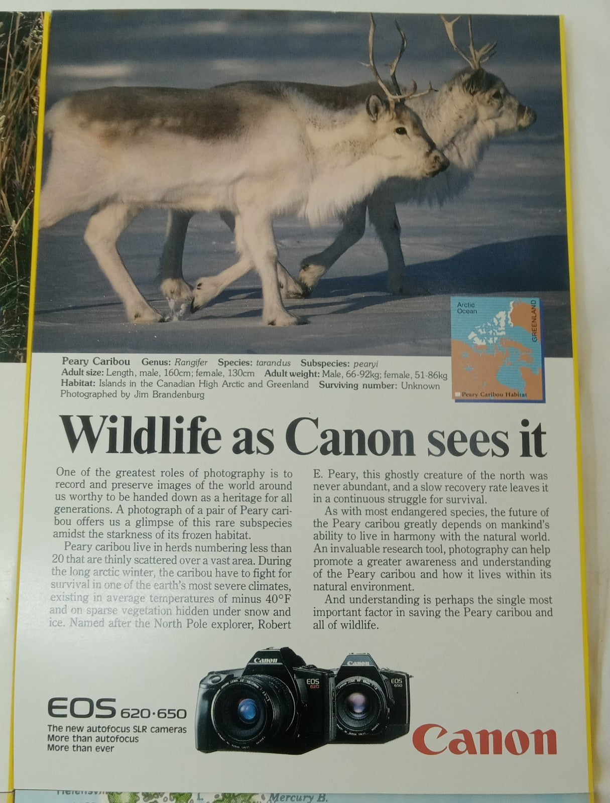 Nat Geo Magazines With Slipcover Jan To June 1989