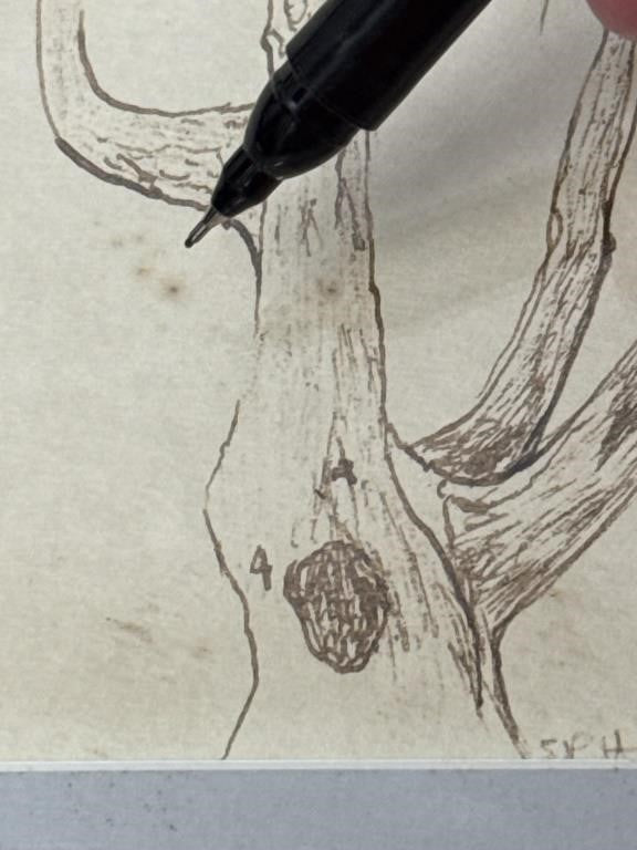 Sally B Hooff Original Ink Drawing Tree Study PEI Artist Vintage Artwork