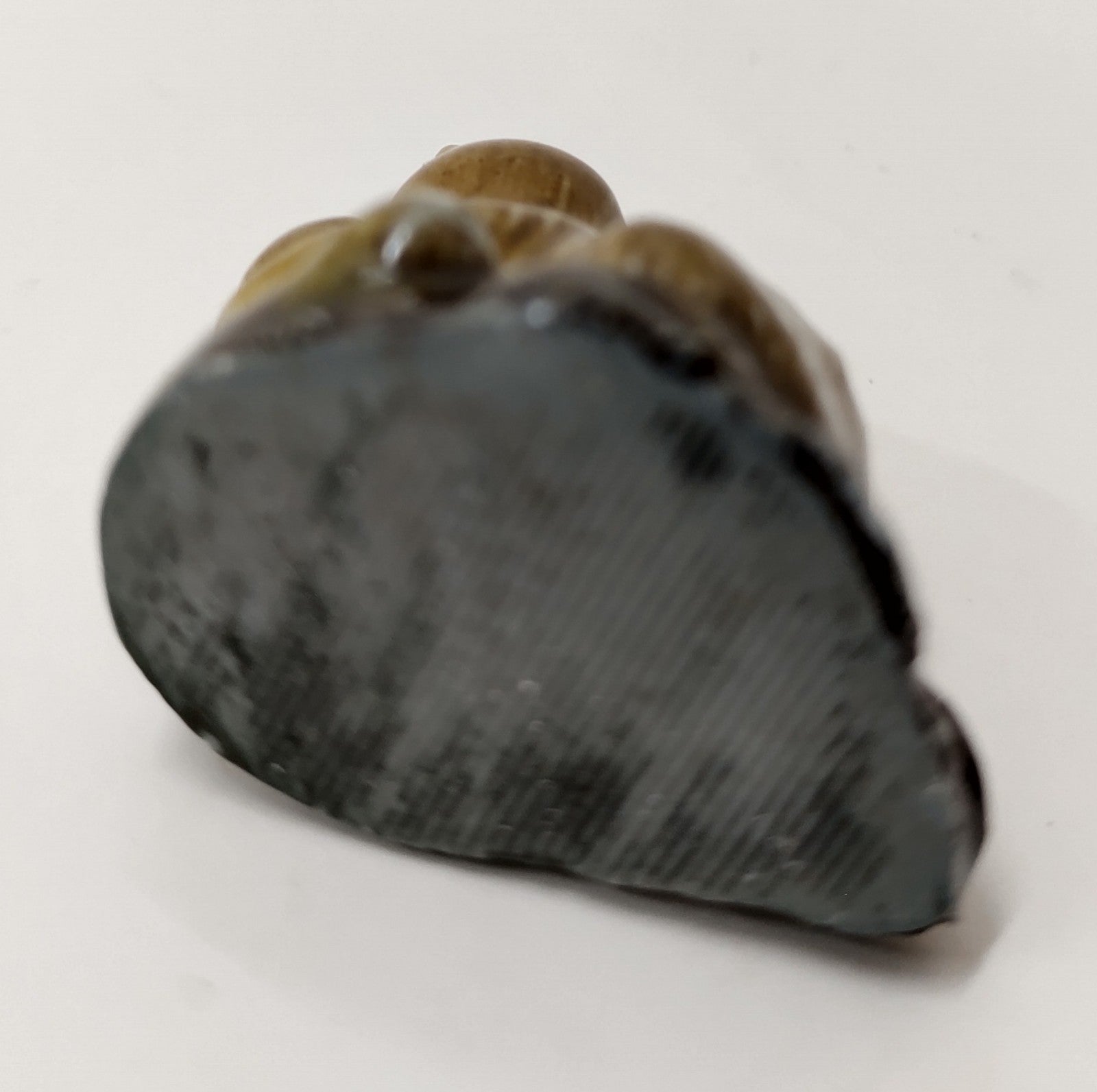 Wade Whimsies Series 2 #8 Beaver Mini Figurine 1972-84 Red Rose Tea