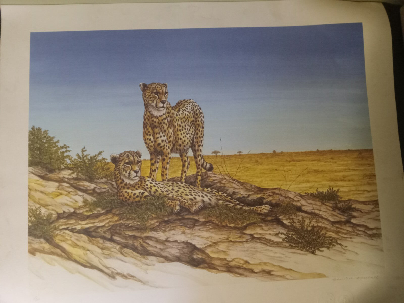 Unframed Limited Edition Cheetah Desert Landscape Print by Artist Marshall