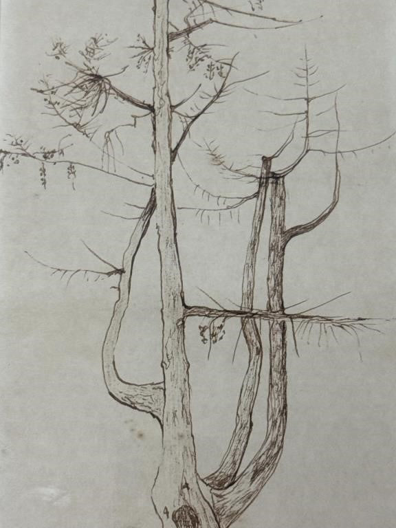 Sally B Hooff Original Ink Drawing Tree Study PEI Artist Vintage Artwork