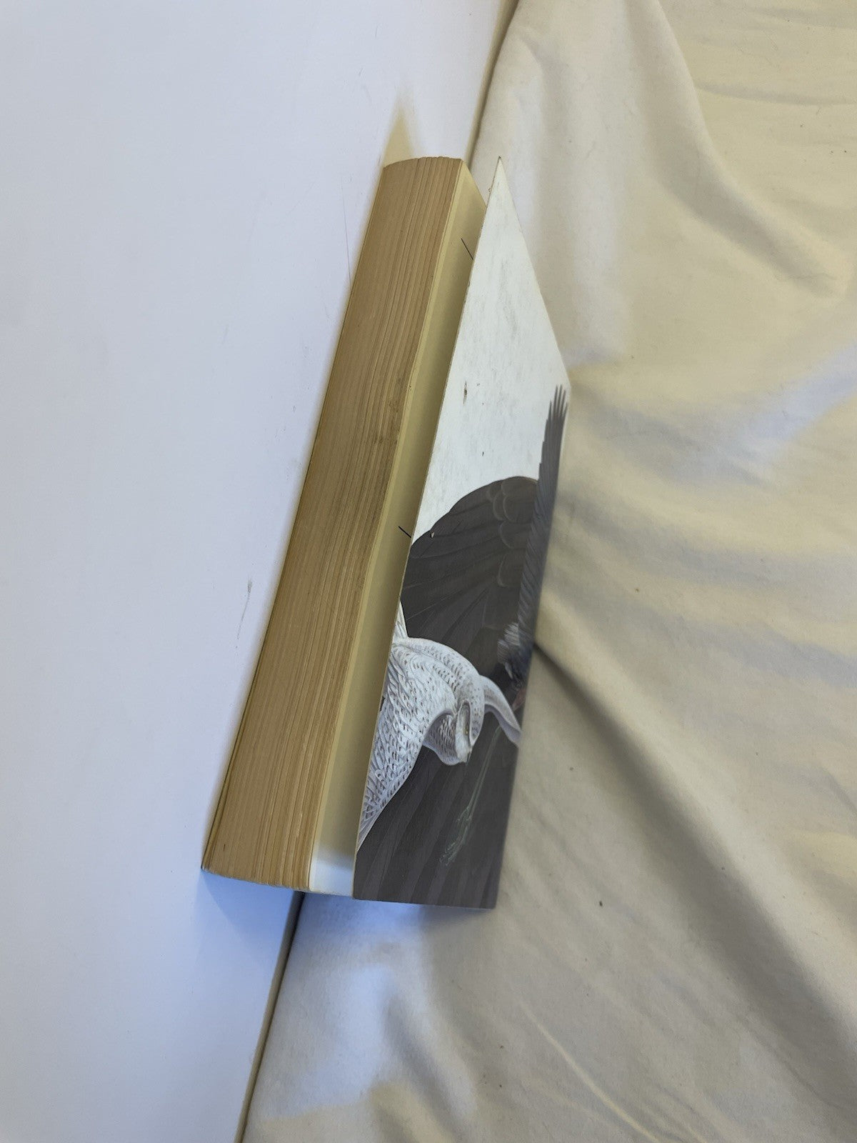 Nat Geo Birds of North America Field Guide Vintage HC Illustrated Wildlife Book